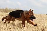 BERGER ALLEMAND 372